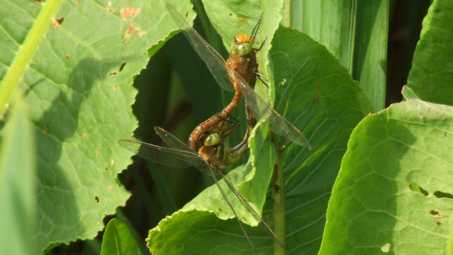 Norfolk Hawkers Mating